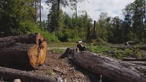 Reliable Manhattan Beach, CA Tree Care Solutions