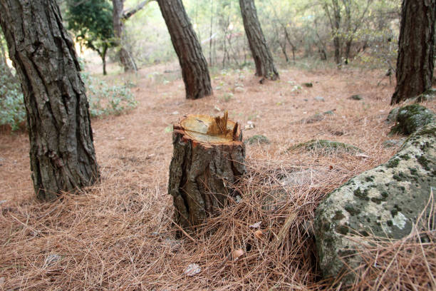 Best Emergency Tree Removal  in Manhattan Beach, CA