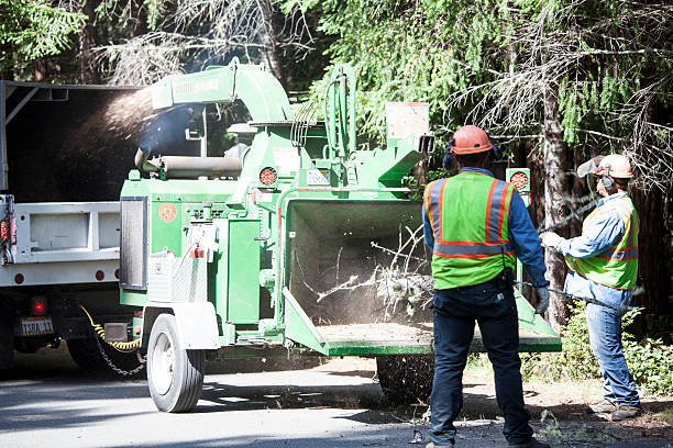 Best Stump Grinding and Removal  in Manhattan Beach, CA